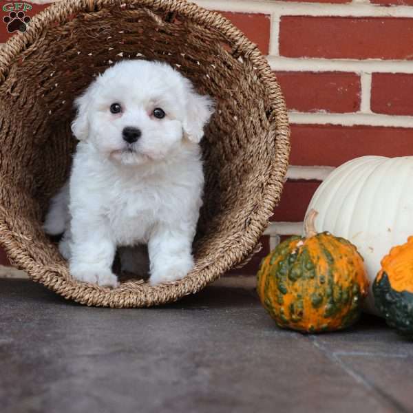 Bunny, Bichon Frise Puppy